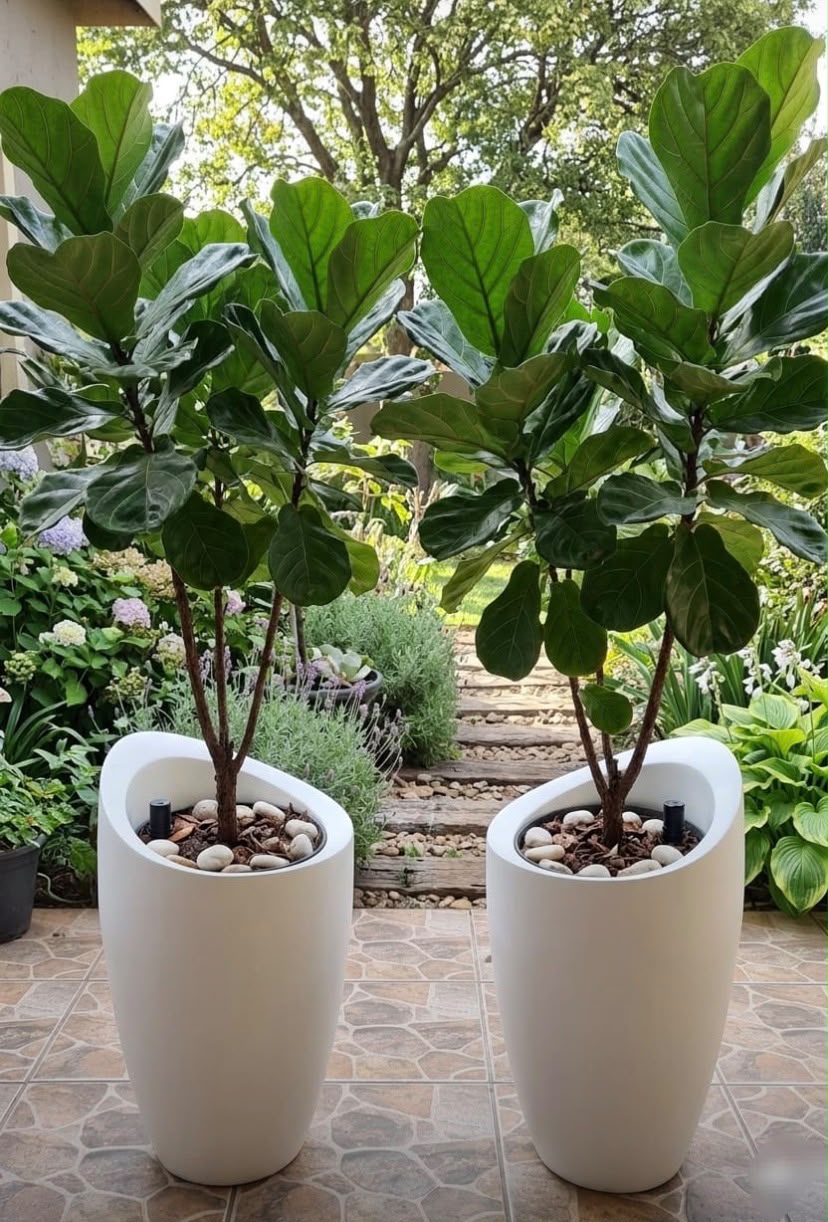 Vases