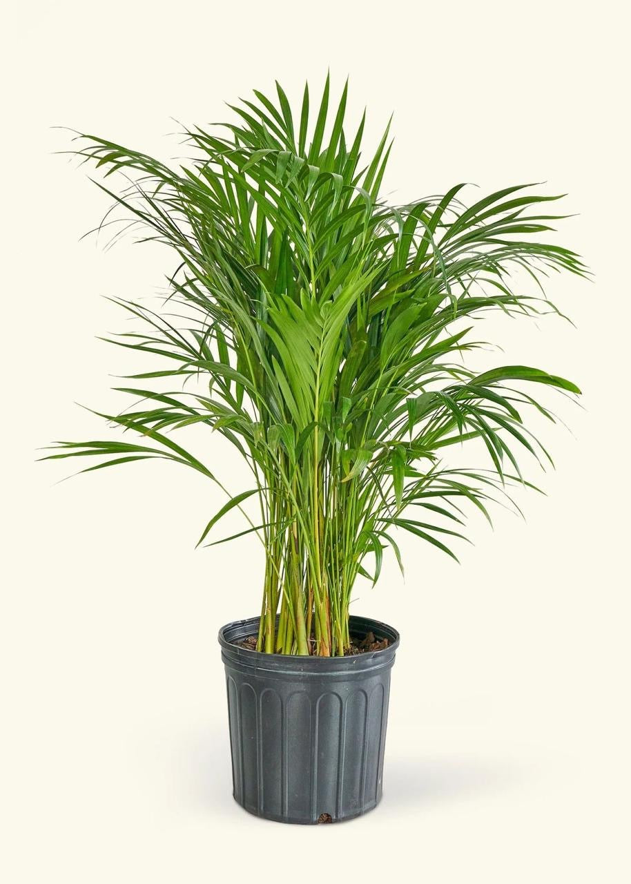 Areca Palm Bamboo