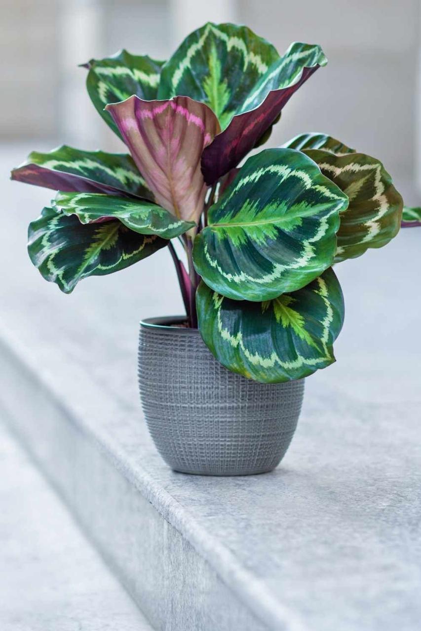 Prayer Plant (No Vase)
