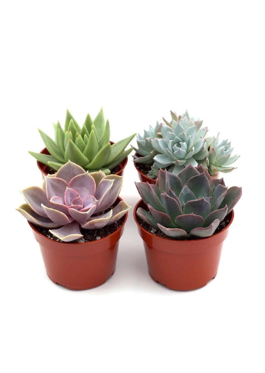 Four Players Succulents