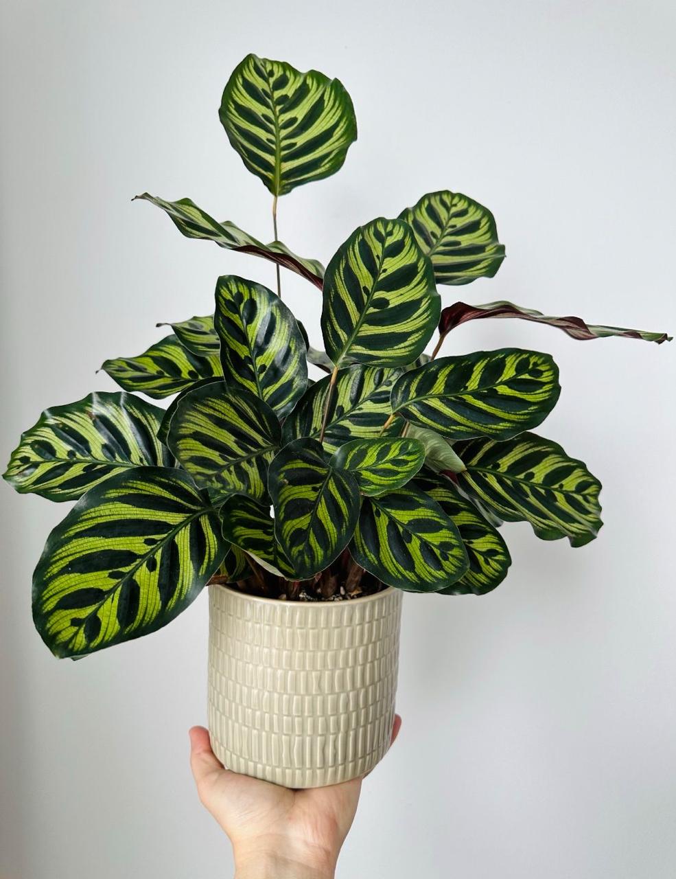 Prayer Plant (No Vase)