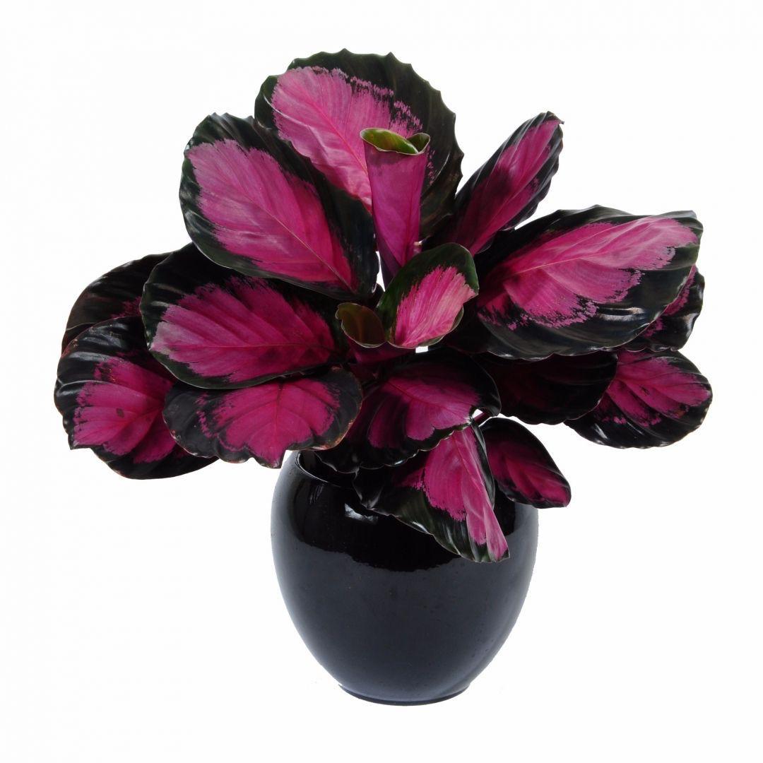 Prayer Plant (No Vase)