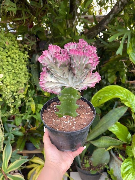 Euphorbia Lactea
