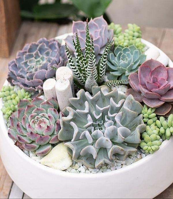 Bloom Pot of Succulents