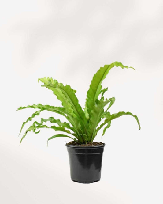 Bird Nest Fern