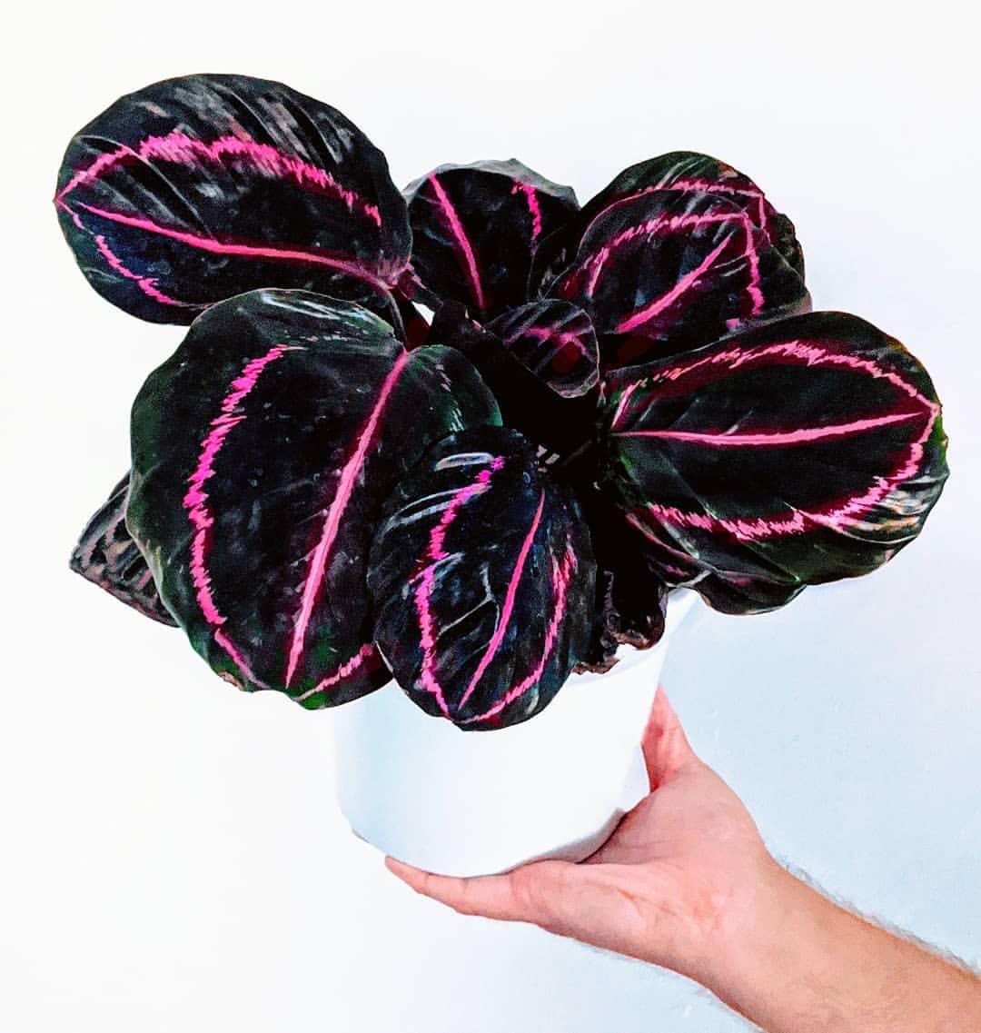 Prayer Plant (No Vase)