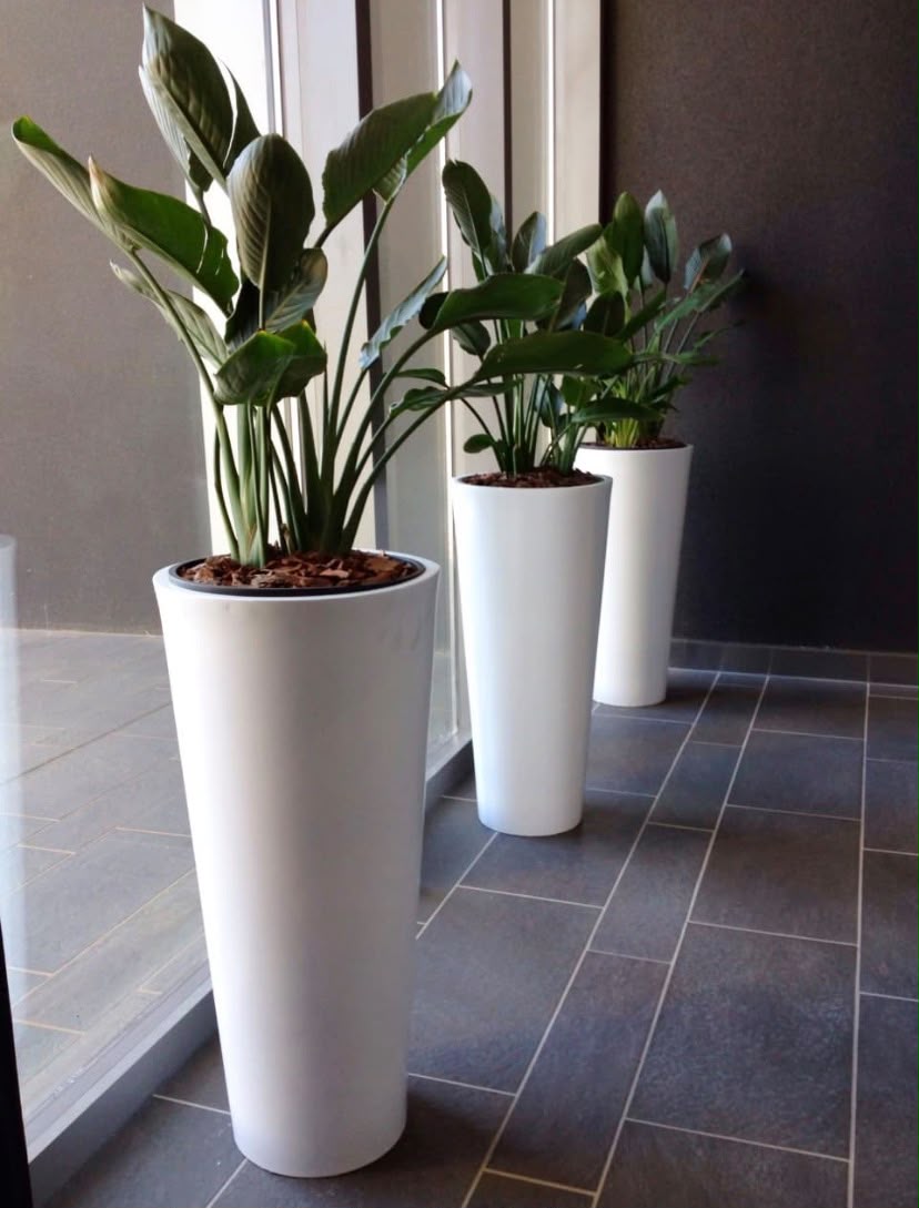 Single Vase