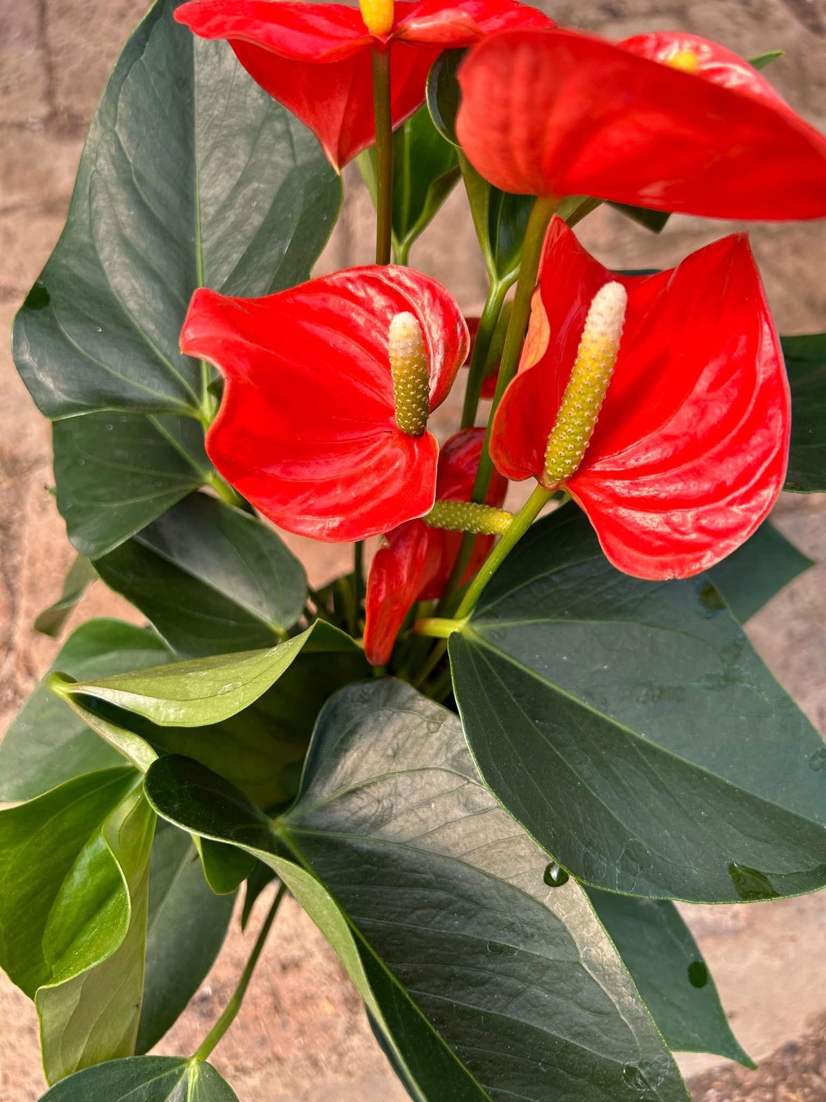 Anthurium Plant