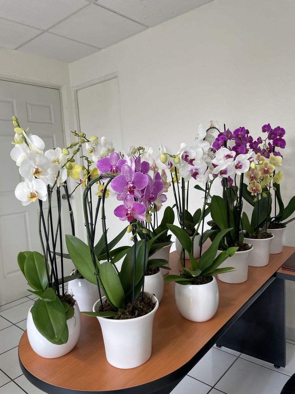 Orchid (No Vase)