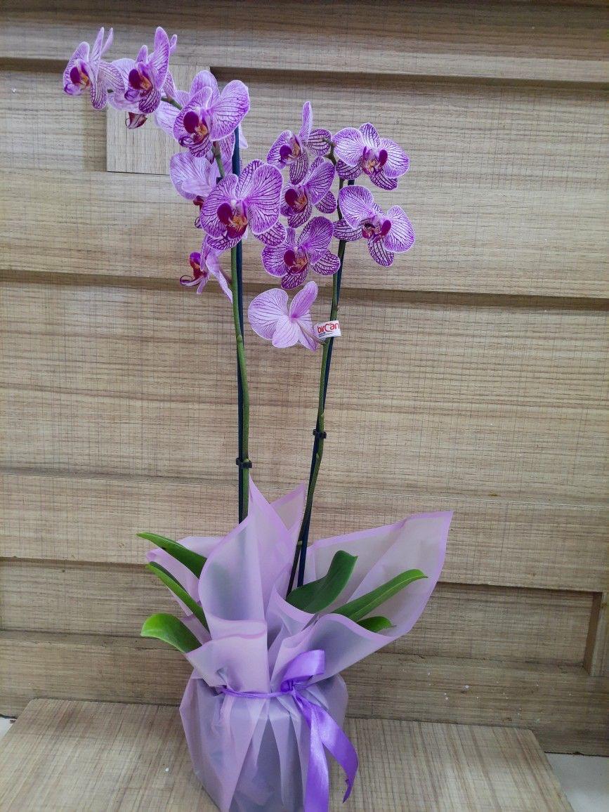 Orchid (No Vase)