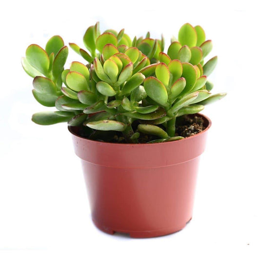 Jade money Plant