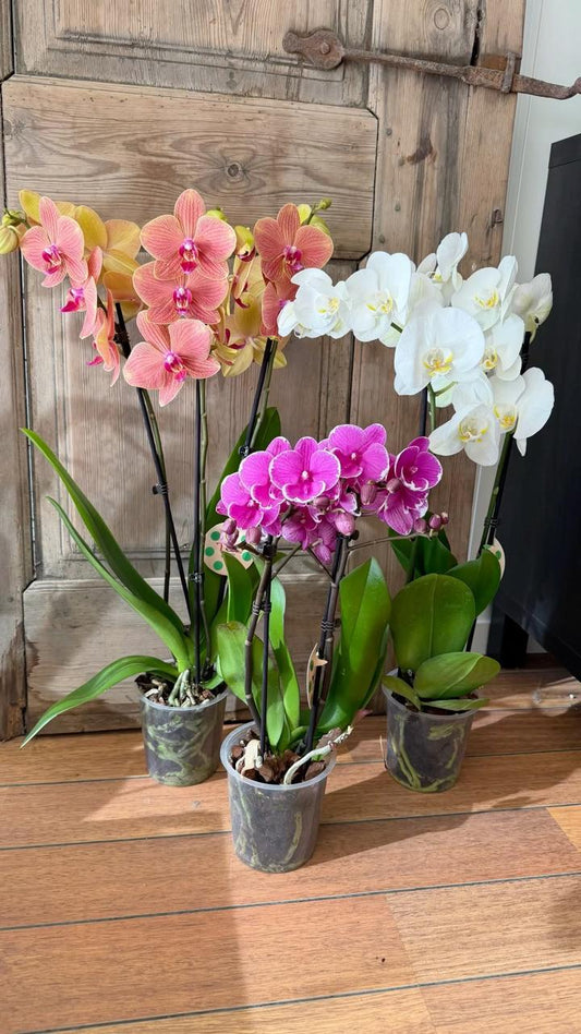 Orchid (No Vase)
