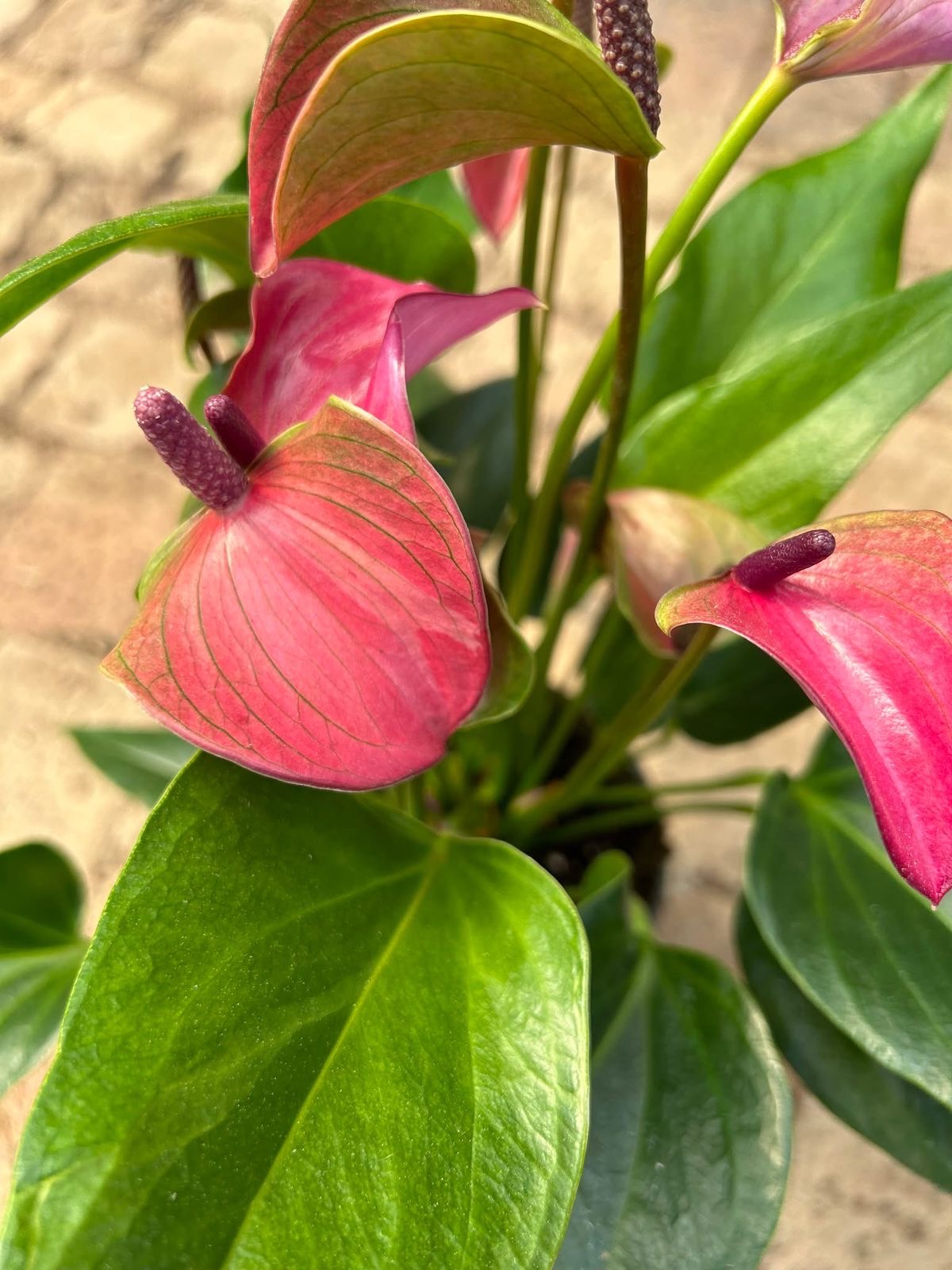 Anthurium Plant