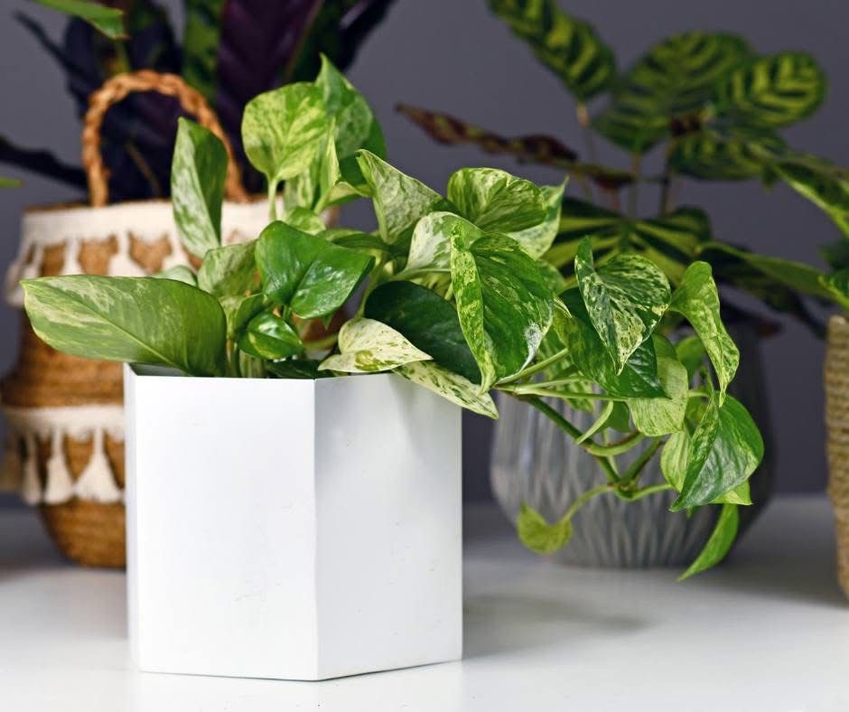 Photos In a Vase