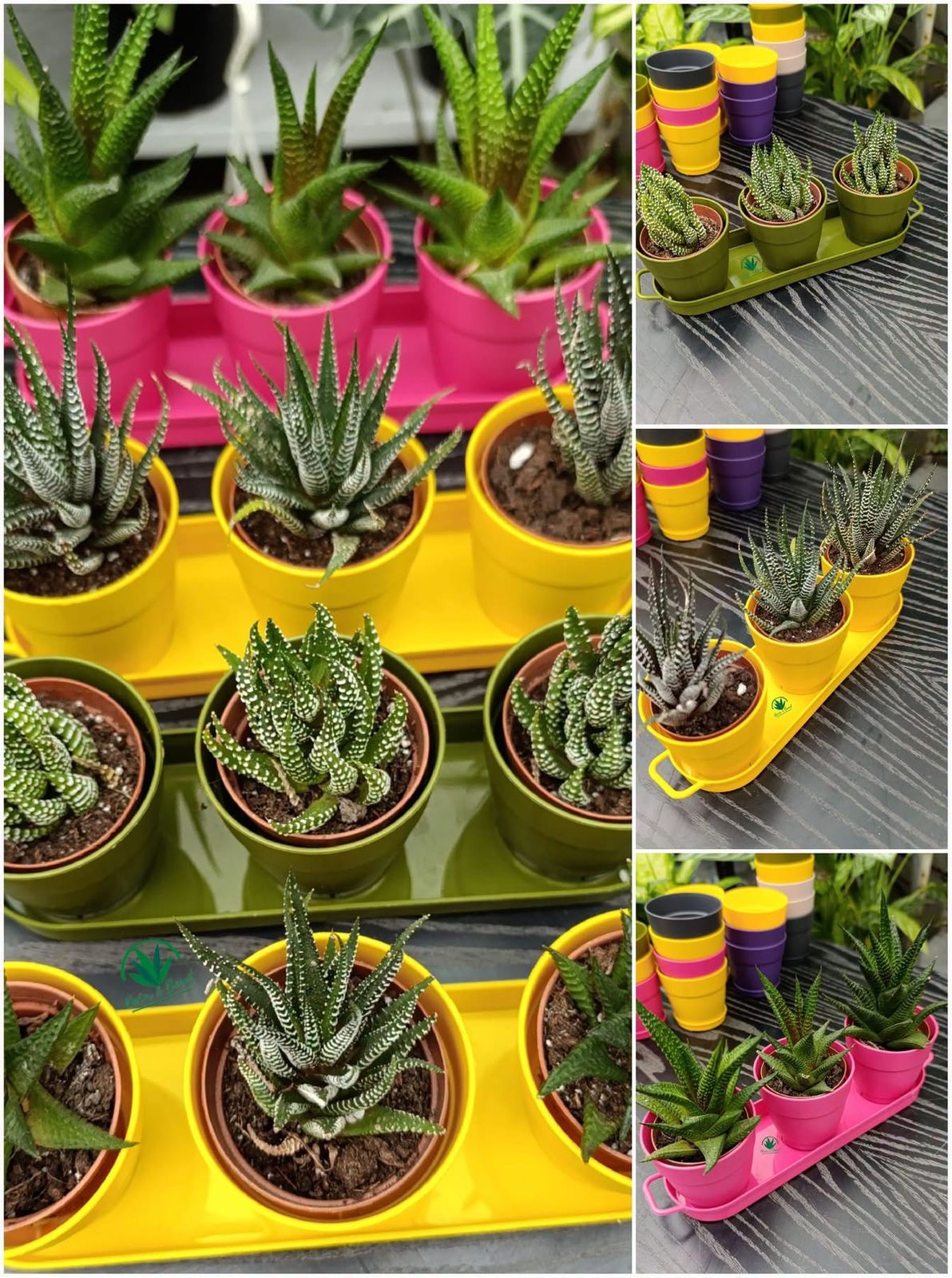 Harwothia In Colorful Pots
