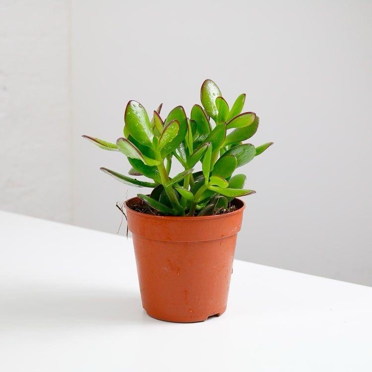 Jade money Plant