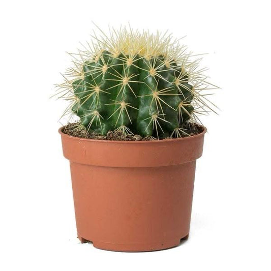 Barrel Cactus