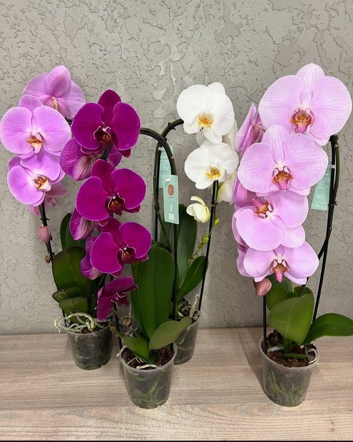 Orchid (No Vase)