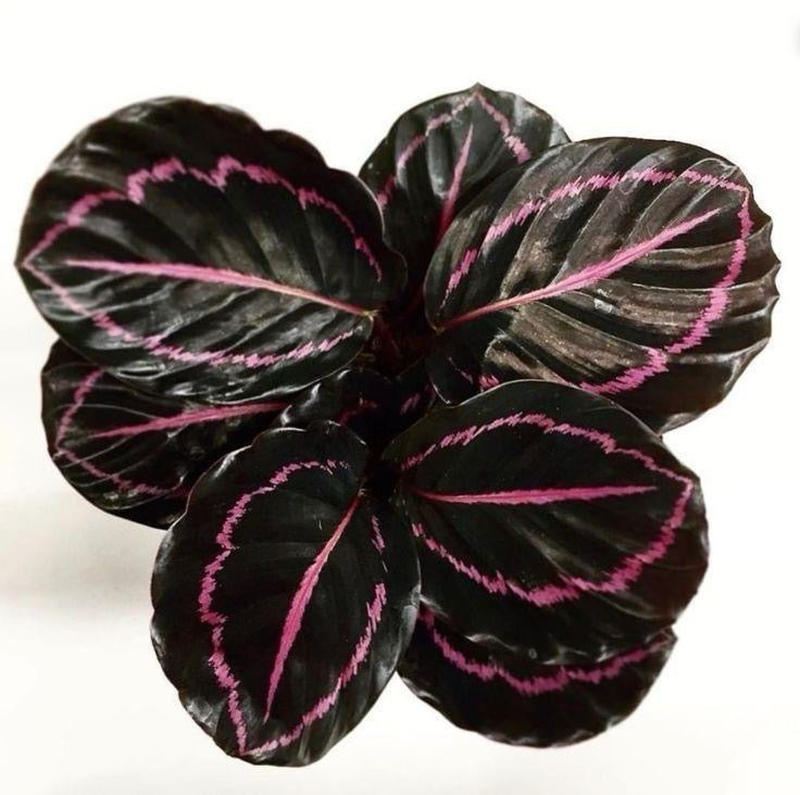 Prayer Plant (No Vase)