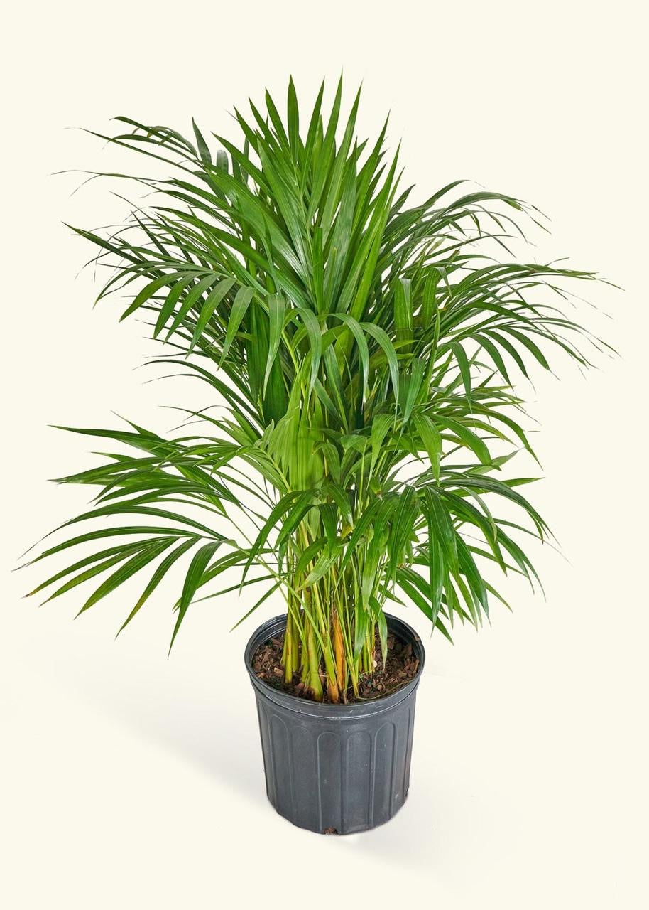 Areca Palm Bamboo