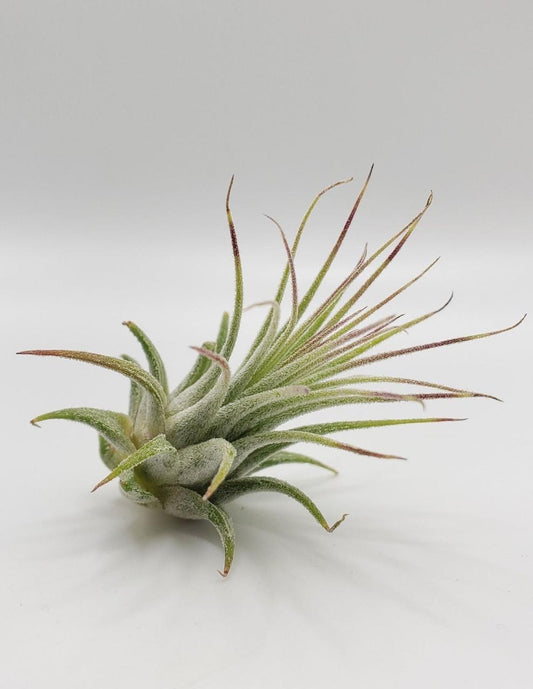 Air Plant