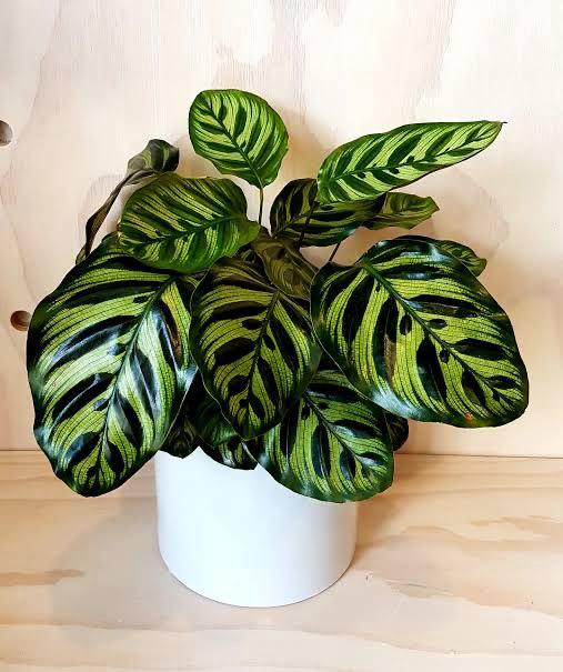 Prayer Plant (No Vase)
