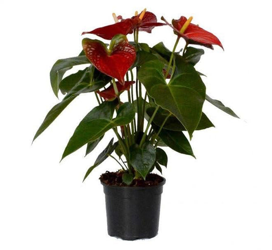 Anthurium Plant