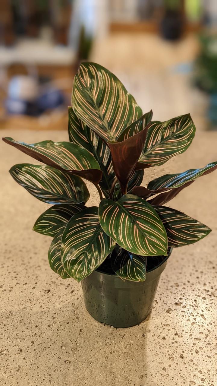 Prayer Plant (No Vase)