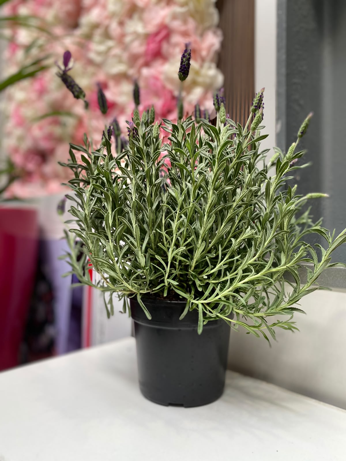 Lavender