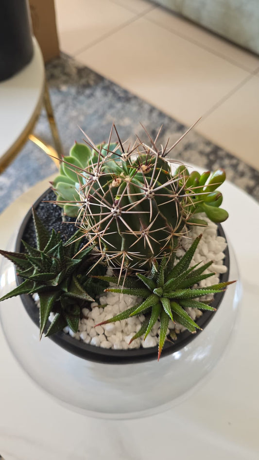 5 In 1 Succulents Mixed Bowl