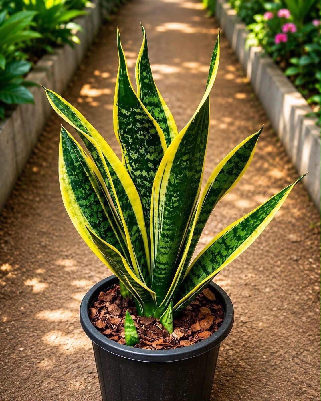 Snake Plant