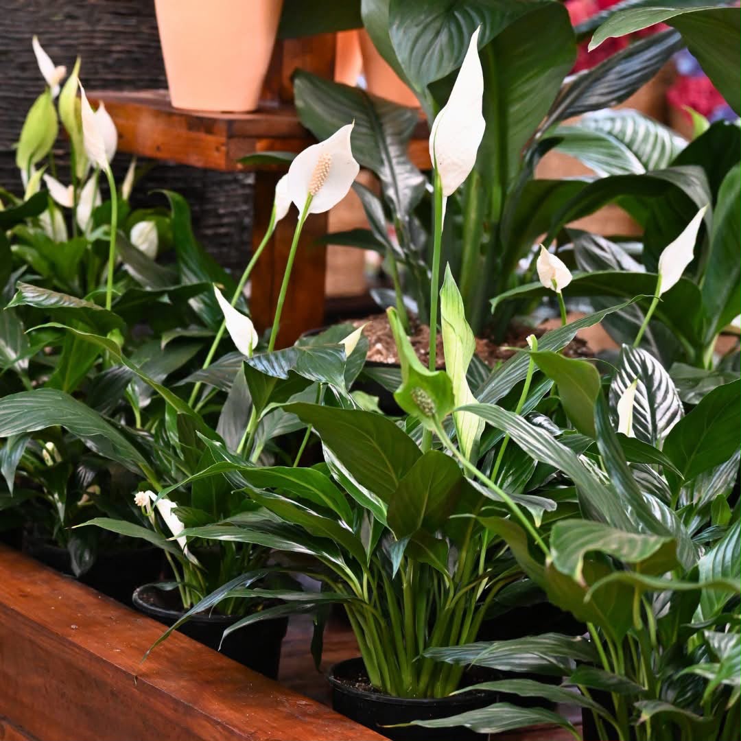 Peace Lily