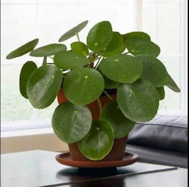 Chinese Money Plant
