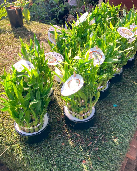 Lucky Bamboo Boquet