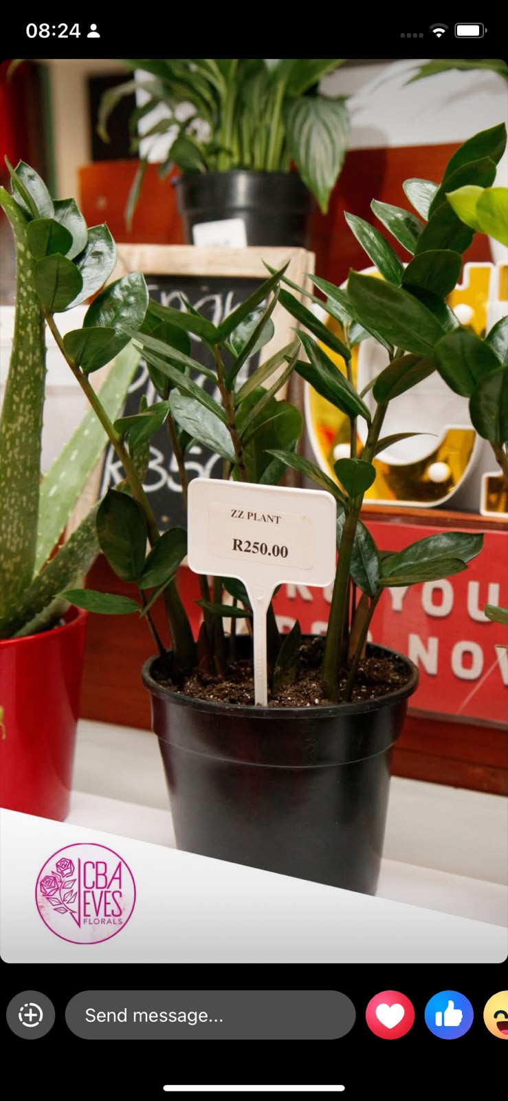 ZZ Plant
