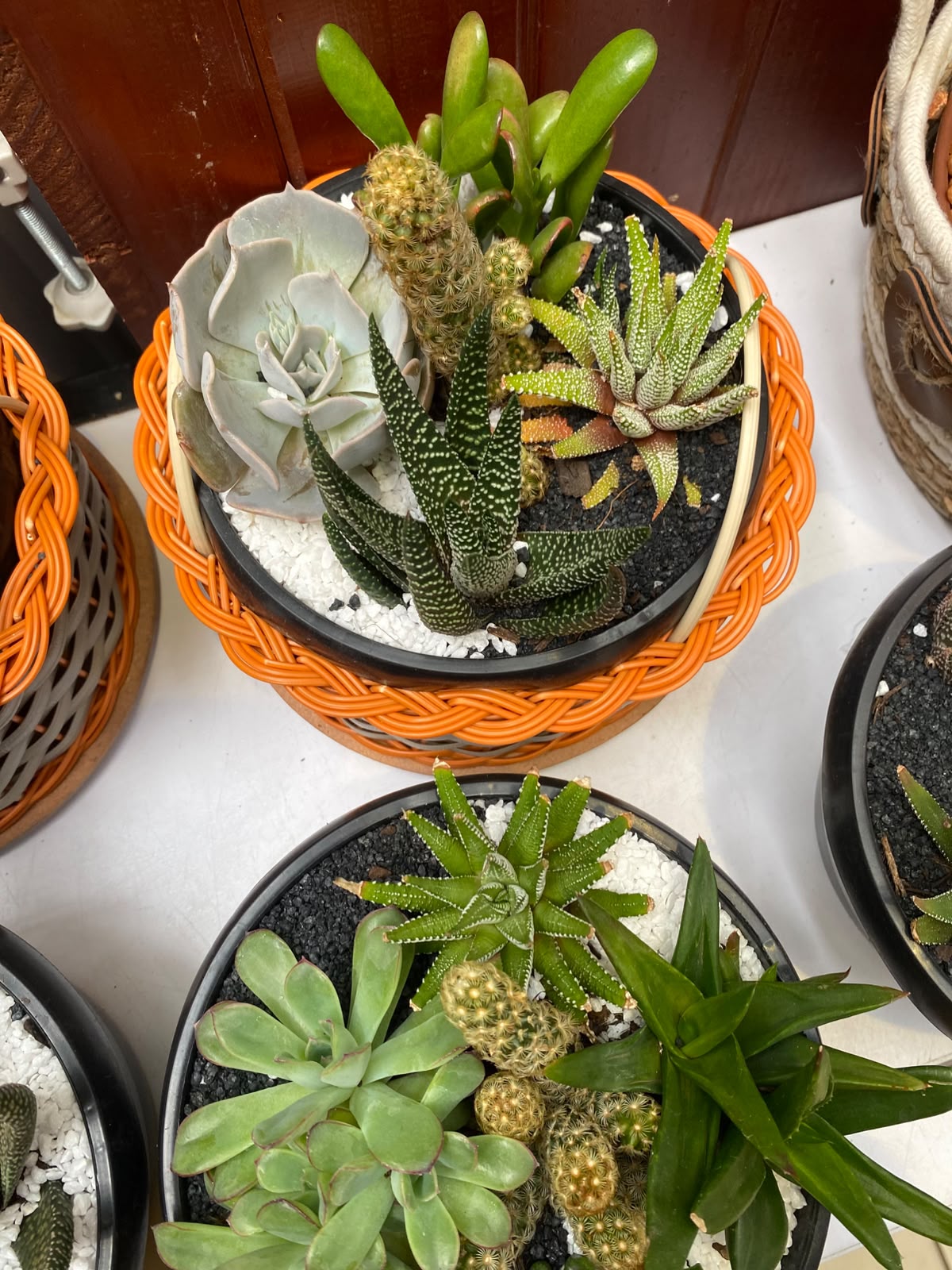 5 In 1 Succulents Mixed Bowl