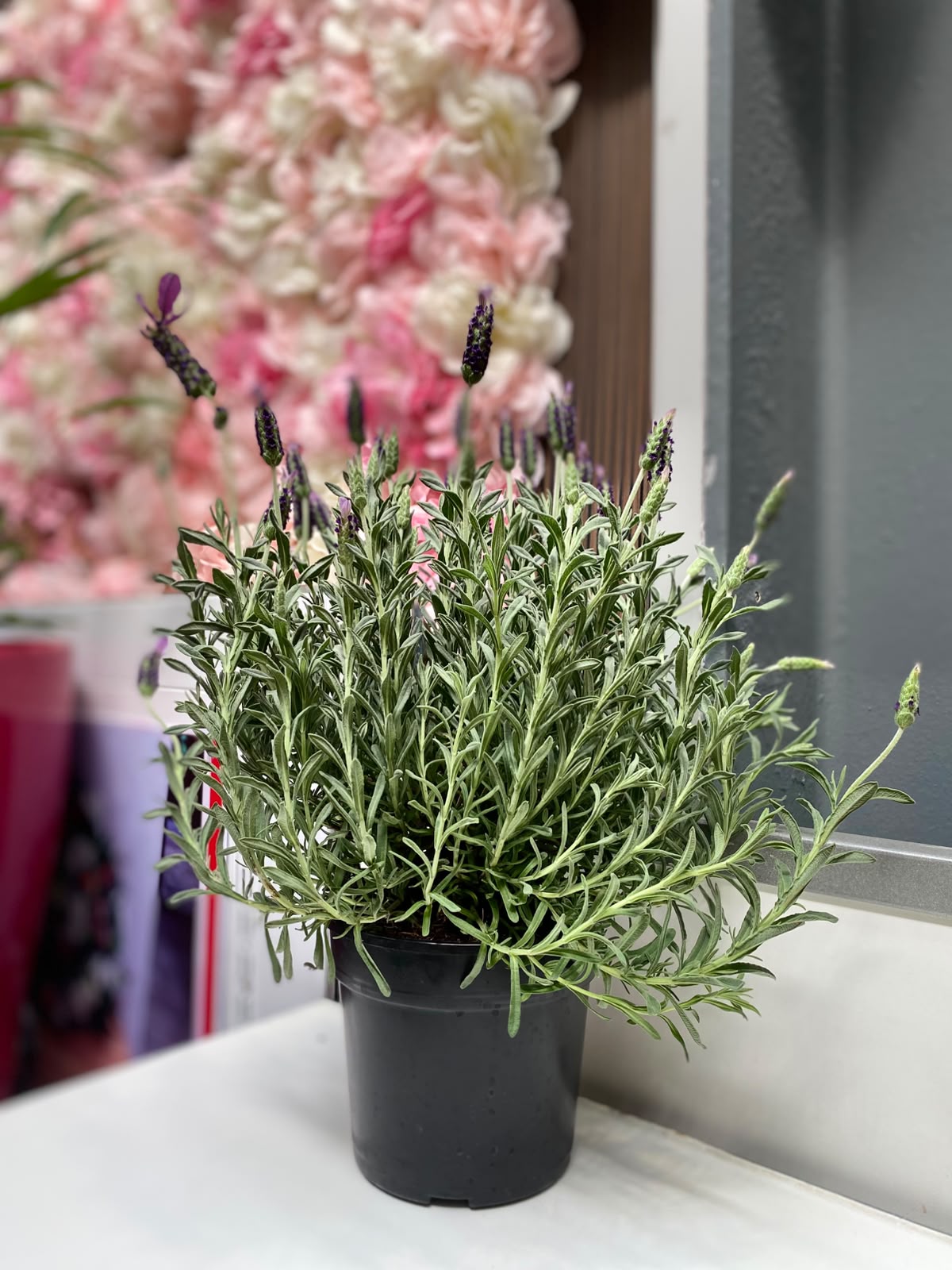 Lavender