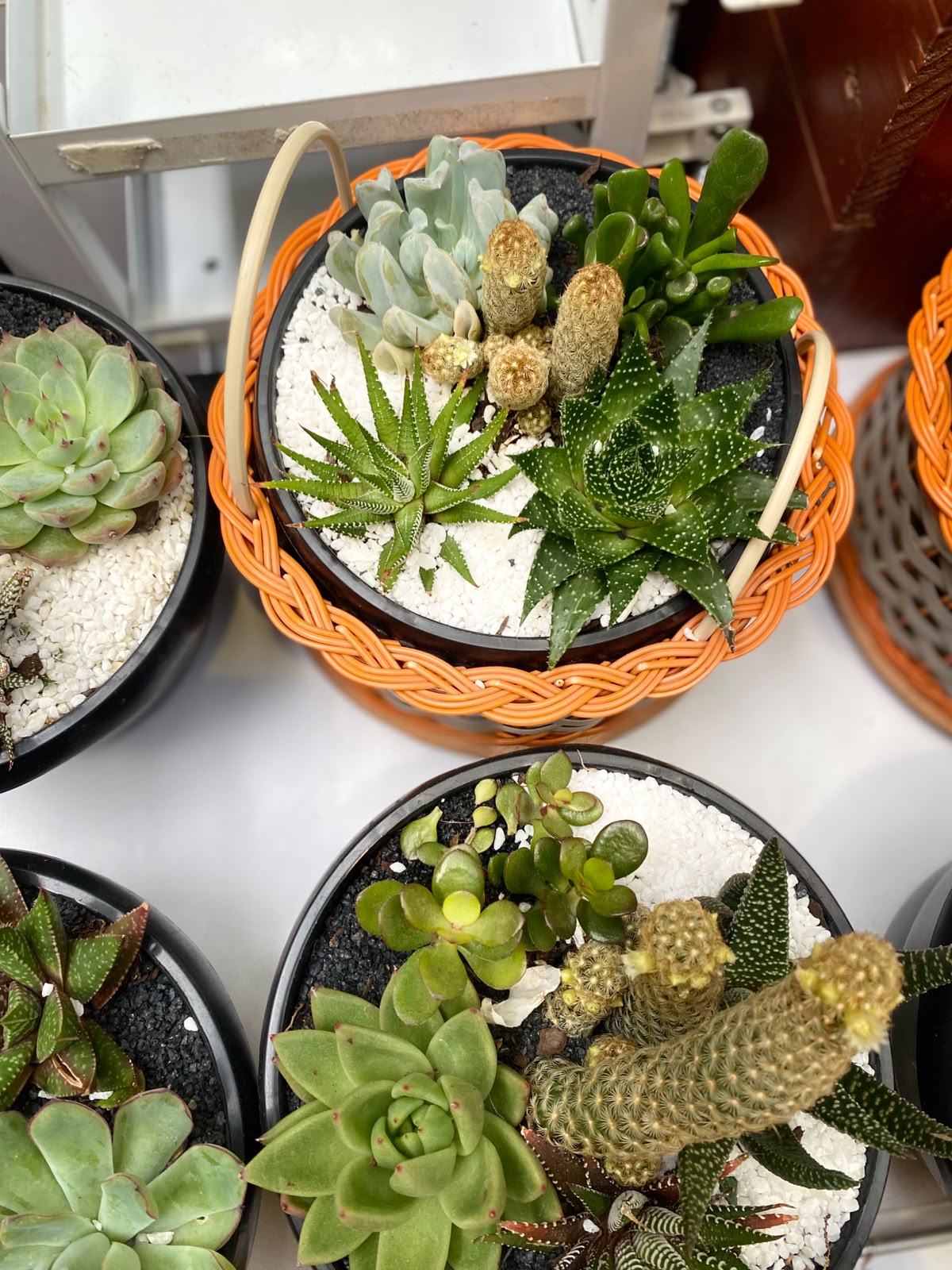 5 In 1 Succulents Mixed Bowl