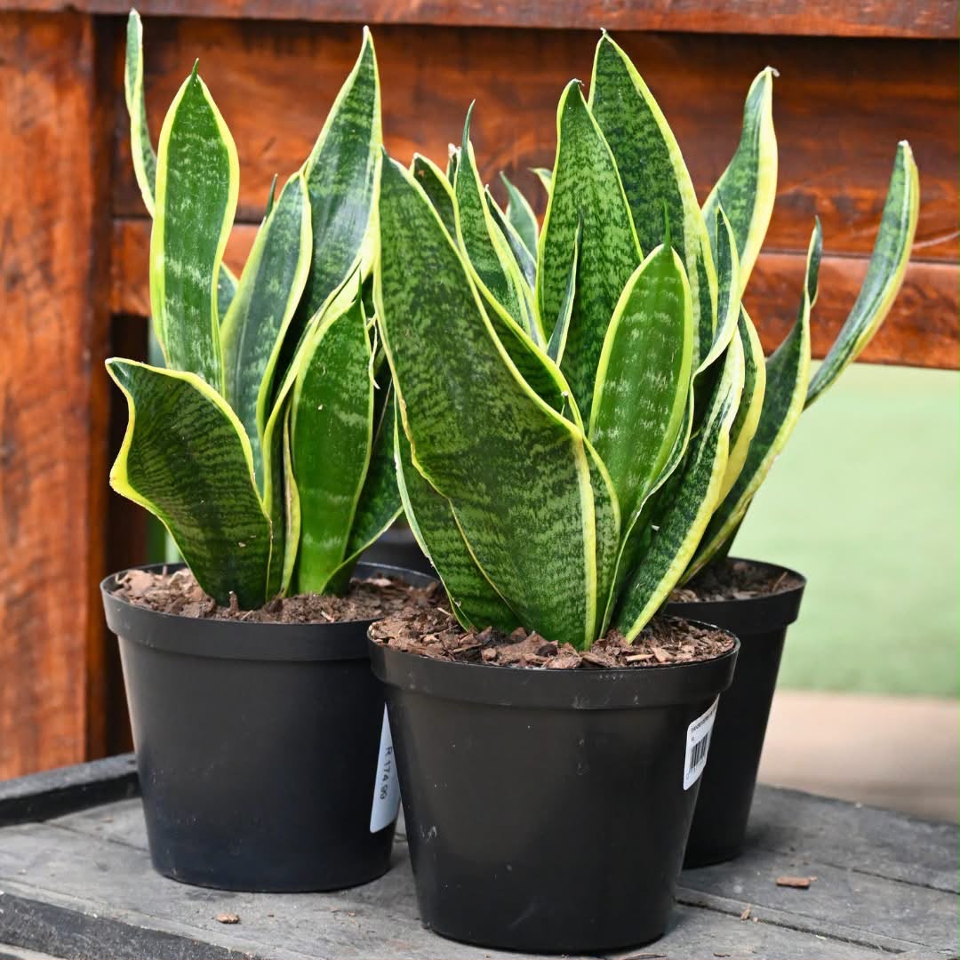 Snake Plant